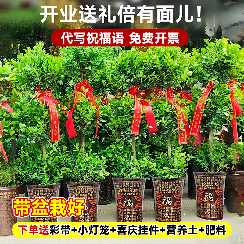 金钱榕室内盆栽植物旺宅大型绿植真花客厅摇钱树招财好养四季常青