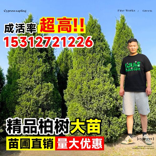 柏树树苗塔柏侧柏龙柏庭院行道风景大树园林工程绿化乔木四季常青 - 图0