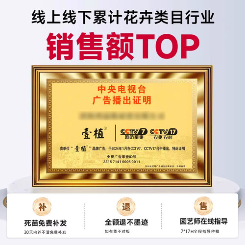 紫藤花树苗爬藤植物多花紫藤萝树苗阳台四季盆栽庭院老桩花卉开花 - 图3