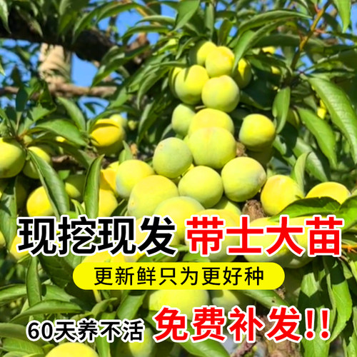 蜂糖李子树苗正宗新品种特大嫁接三华果树果苗庭院盆栽南北方种植 - 图1
