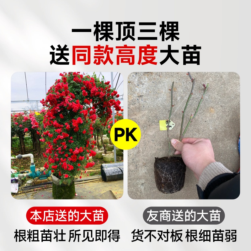 红木香花苗爬藤植物甜蜜黄白木香花树苗庭院四季开花大苗盆栽花卉-图2