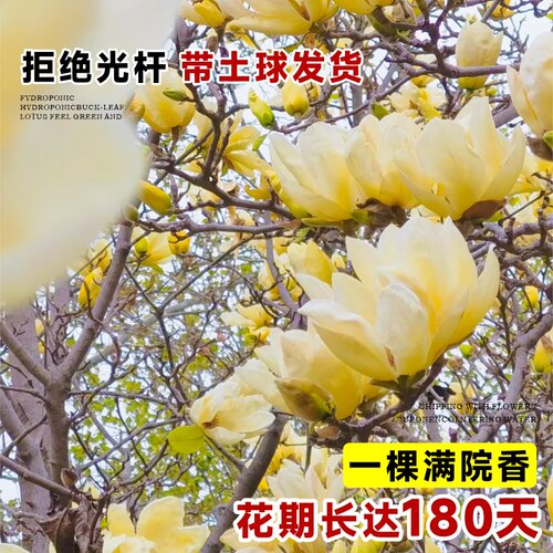 黄玉兰花树苗带花苞大树耐寒黄角兰植物庭院室外四季绿化盆栽开花 - 图2