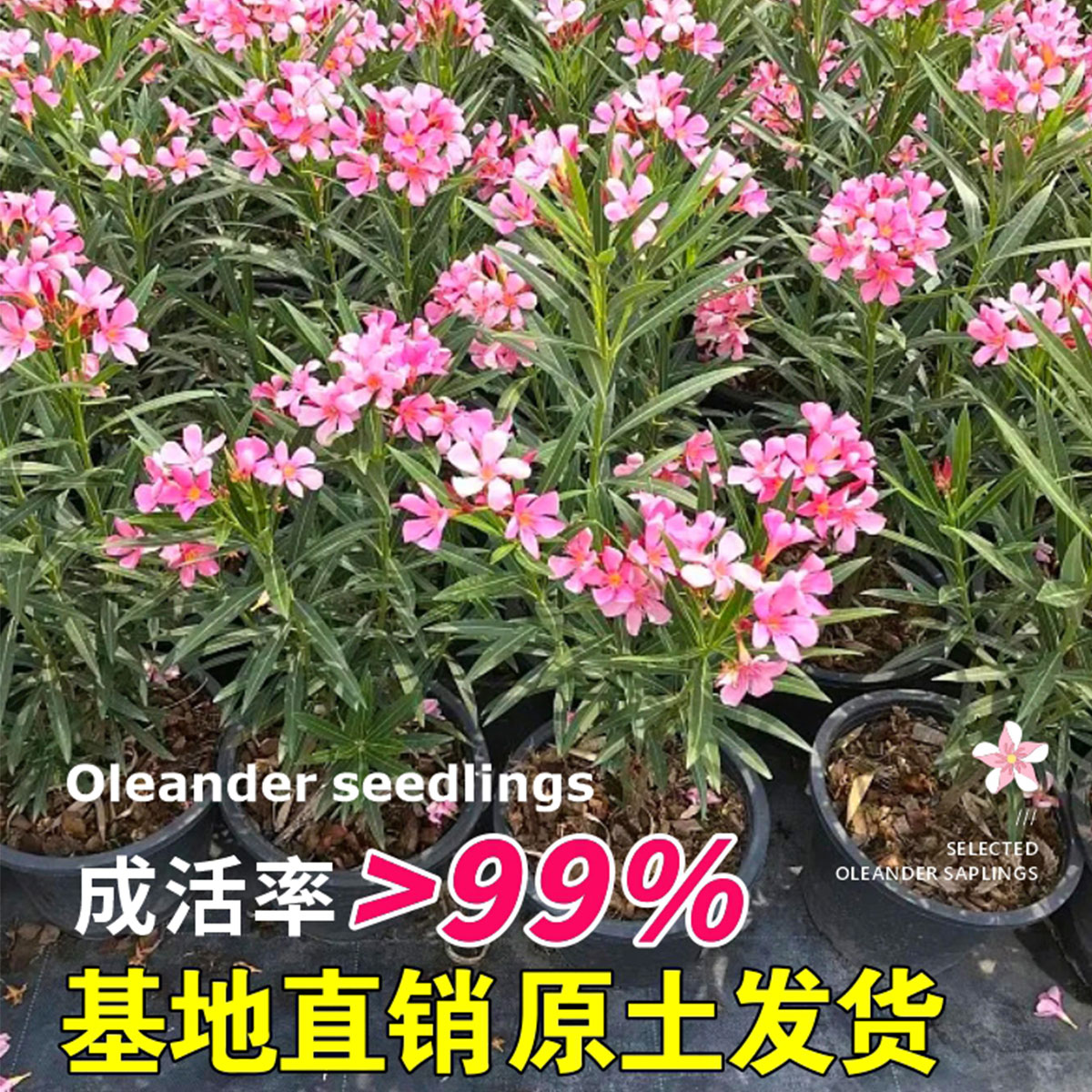 夹竹桃苗盆栽树苗庭院地栽植物花卉四季常青绿化工程苗柳叶夹竹桃-图2