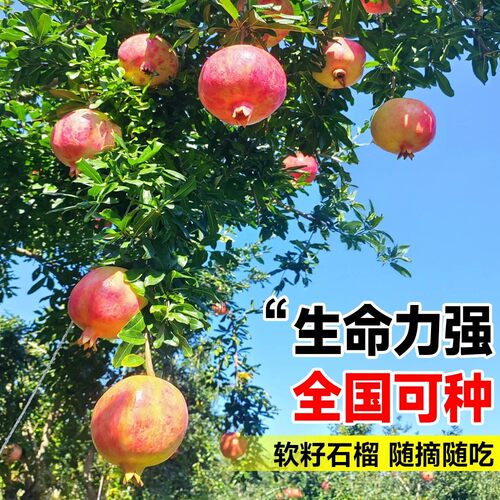 石榴树树苗突尼斯软籽盆栽地栽庭院特大带土全国四季种植当年结果 - 图1