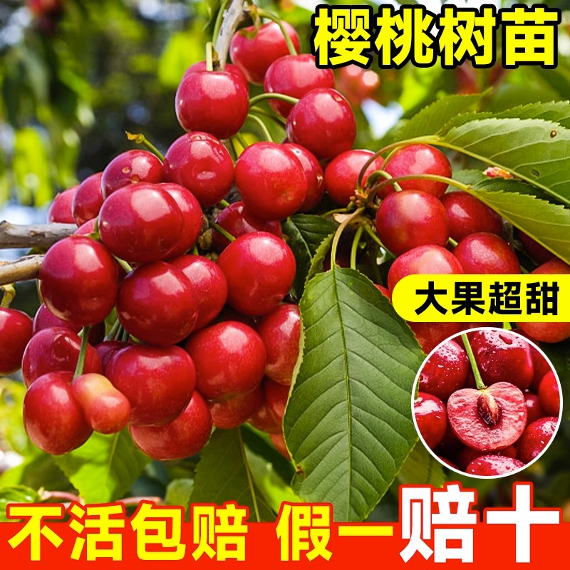 樱桃树苗矮化车厘子树苗大樱桃树庭院名贵南北方种植果树果苗盆栽