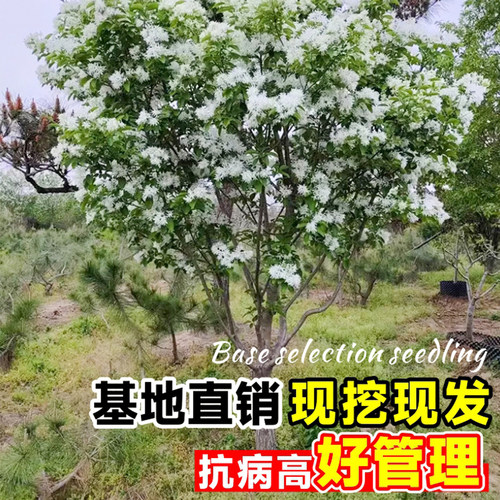 流苏树苗四月雪盆栽室外庭院地栽梦幻流苏花苗油根子绿化风景大树 - 图0