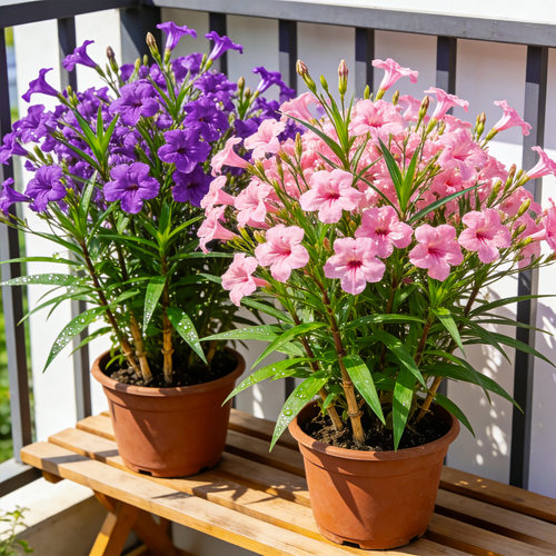 【四季开】翠芦莉盆栽蓝花草阳台庭院多年生耐热耐旱绿植花卉大苗 - 图1