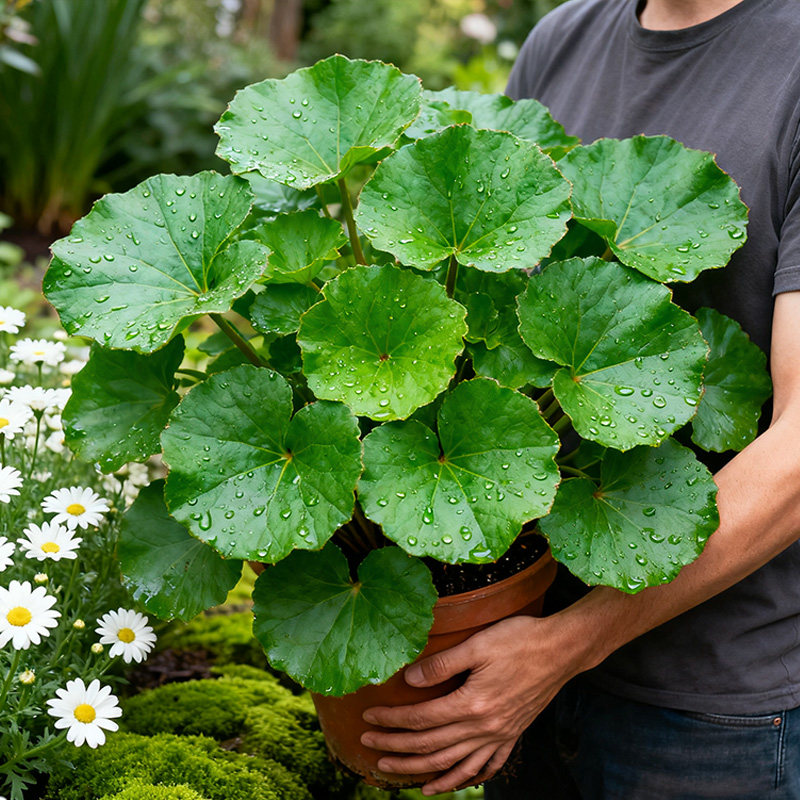 大叶吴风草盆栽多年生花镜耐阴植物常绿观叶植物林下耐寒多年生,淘宝优惠券,粉丝福利购,淘宝优惠卷