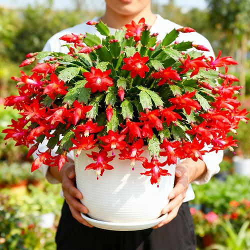 白玛丽重瓣蟹爪兰盆栽花苗带花苞多年生四季好养耐寒热阳台室内 - 图3