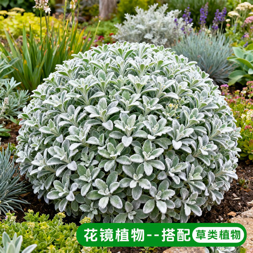芙蓉菊盆栽老桩银叶菊雪艾花卉绿植中草药阳台庭院四季耐寒耐热 - 图3