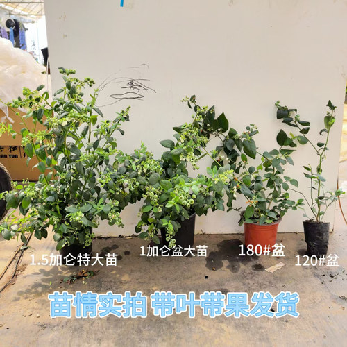 【超大盆】蓝莓树果苗盆栽当年结果耐寒阳台F6兔眼特大果盆地栽 - 图1