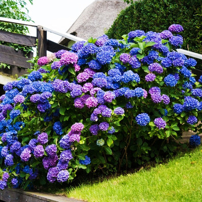 带花发货 无尽夏绣球花苗盆栽四季开花老桩木本花手鞠绣球可调蓝 虎窝淘