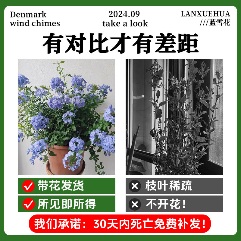 淡雅清新！蓝雪花盆栽大苗棒棒糖花卉耐热室外阳台好养四季开 - 图0