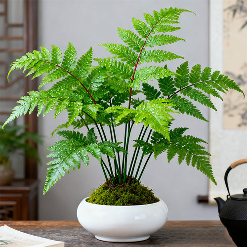 【水培】红磷蕨苔藓球盆栽蕨类植物一叶蕨室内耐阴盆景绿植霸王蕨 - 图2
