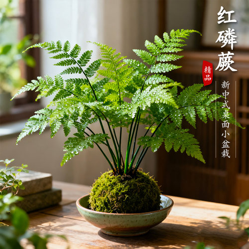 【水培】红磷蕨苔藓球盆栽蕨类植物一叶蕨室内耐阴盆景绿植霸王蕨 - 图0