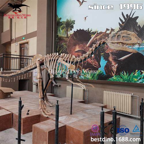 自贡大型仿真化石恐龙厂家恐龙化石骨架模型制作博物馆展览 - 图2