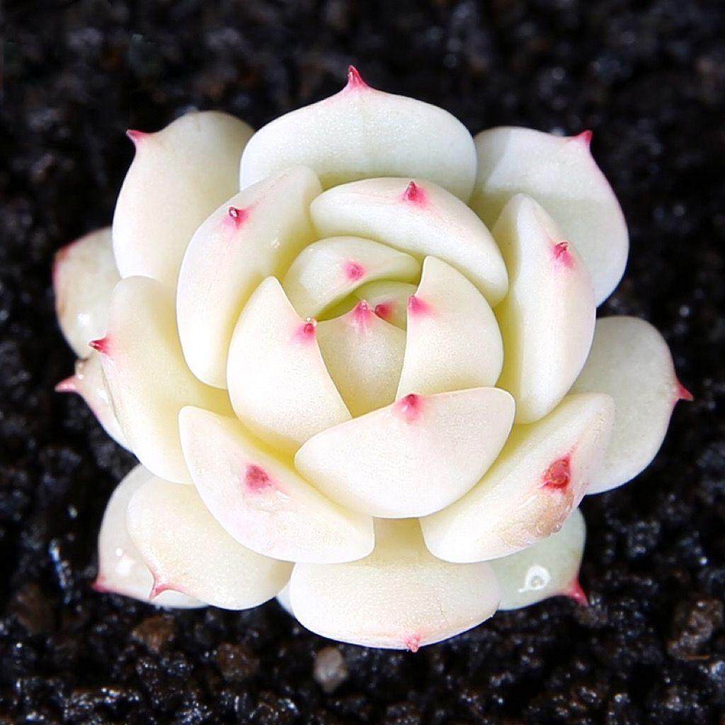 多肉植物自选套餐系列阳台豪华新手组合搭配花卉盆栽绿植大颗好养,淘宝优惠券,粉丝福利购,淘宝优惠卷