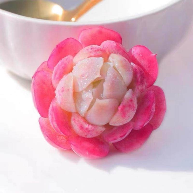 多肉植物自选套餐系列阳台豪华新手组合搭配花卉盆栽绿植大颗好养,淘宝优惠券,粉丝福利购,淘宝优惠卷