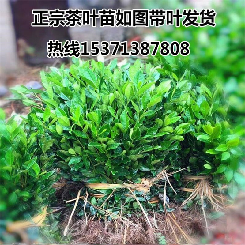 茶叶苗安吉白茶黄金芽茶苗普洱茶龙井碧螺春南方种植四季绿茶树苗