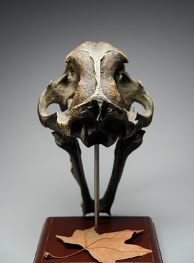 铁拳匠造 1:1剑齿虎头骨模型 沥青坑版 桌面家装软装摆件手办模型