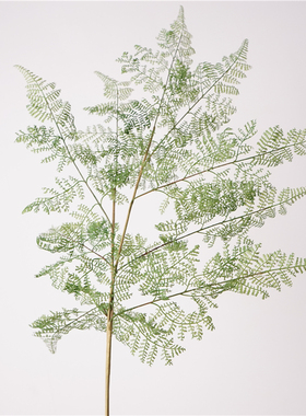 高品质仿真洋齿蕨叶 9叶文竹枝植物居家摆设花艺装饰品摄影道具花