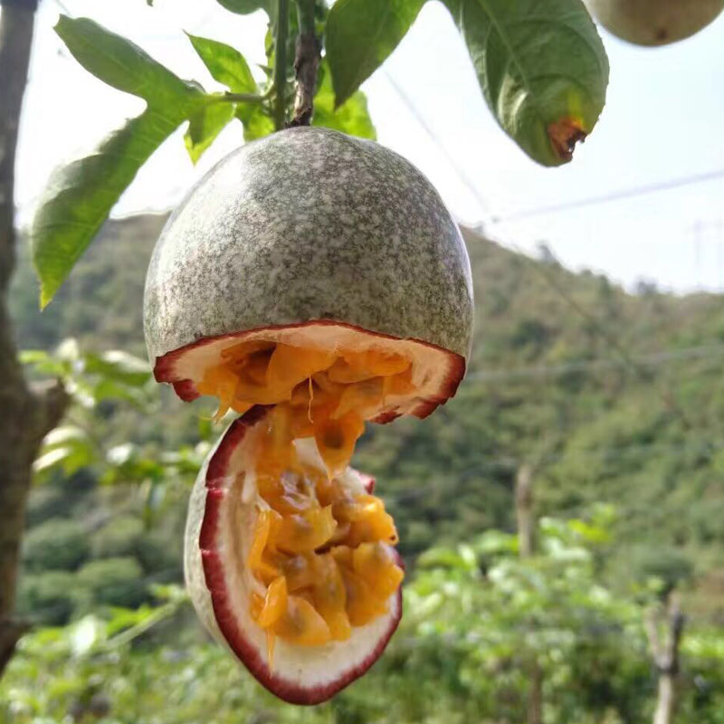 庶州农社旗舰店。广西百香果热带水果新鲜西番莲鸡蛋果现摘1  酸爽香甜包邮3