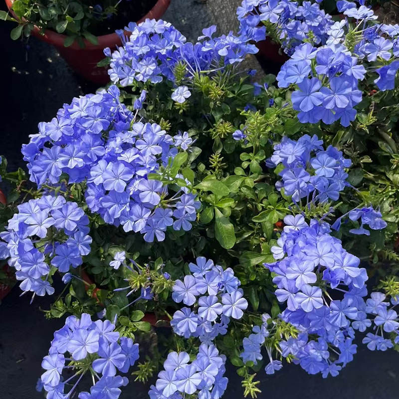 蓝雪花盆栽花卉大苗带花苞爬藤垂吊植物耐热庭院室内阳台易活花卉,淘宝优惠券,粉丝福利购,淘宝优惠卷