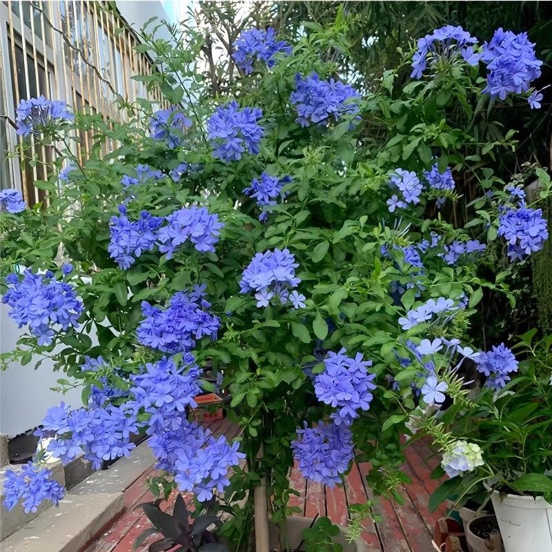 蓝雪花盆栽大苗阳台好养耐晒花卉庭院易活屋顶墙四季开花爬藤植物,淘宝优惠券,粉丝福利购,淘宝优惠卷