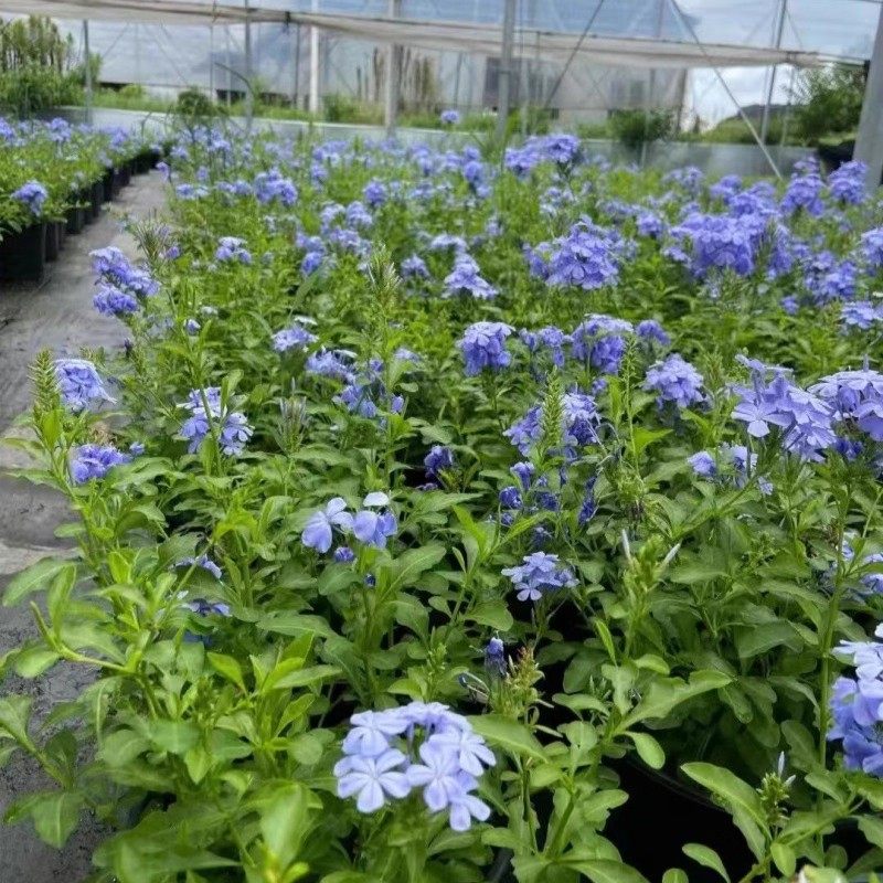 蓝雪花盆栽大苗阳台好养耐晒花卉庭院易活屋顶墙四季开花爬藤植物,淘宝优惠券,粉丝福利购,淘宝优惠卷