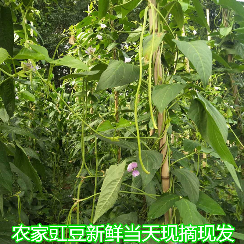 重庆鲜长豇豆长豆角农家豇豆新鲜3斤嫩豆角蔬菜新鲜豆角泡菜食用 - 图0