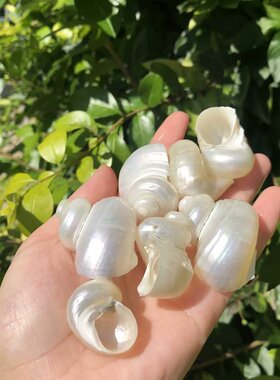 天然海螺贝壳去皮银口螺