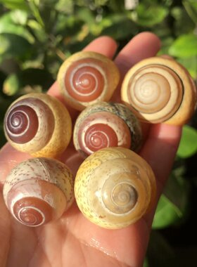 贝壳海螺蓝雨蜗牛黄色蜗牛壳