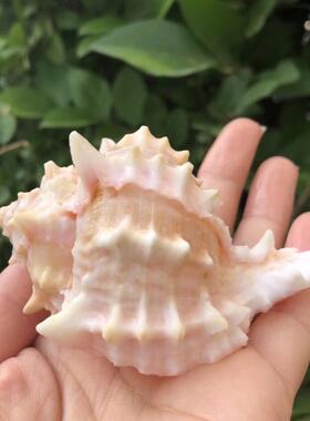 天然海螺贝壳粉红骨千手螺装饰品