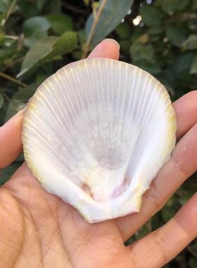 天然扇形贝壳日月蛤海螺彩色白色贝壳鱼缸水族造景创意餐饮盘子