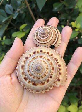 天然贝壳海螺草帽车轮摆件工艺品