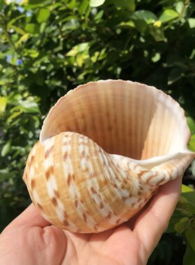 天然贝壳海螺卷贝鱼寄居蟹替换壳