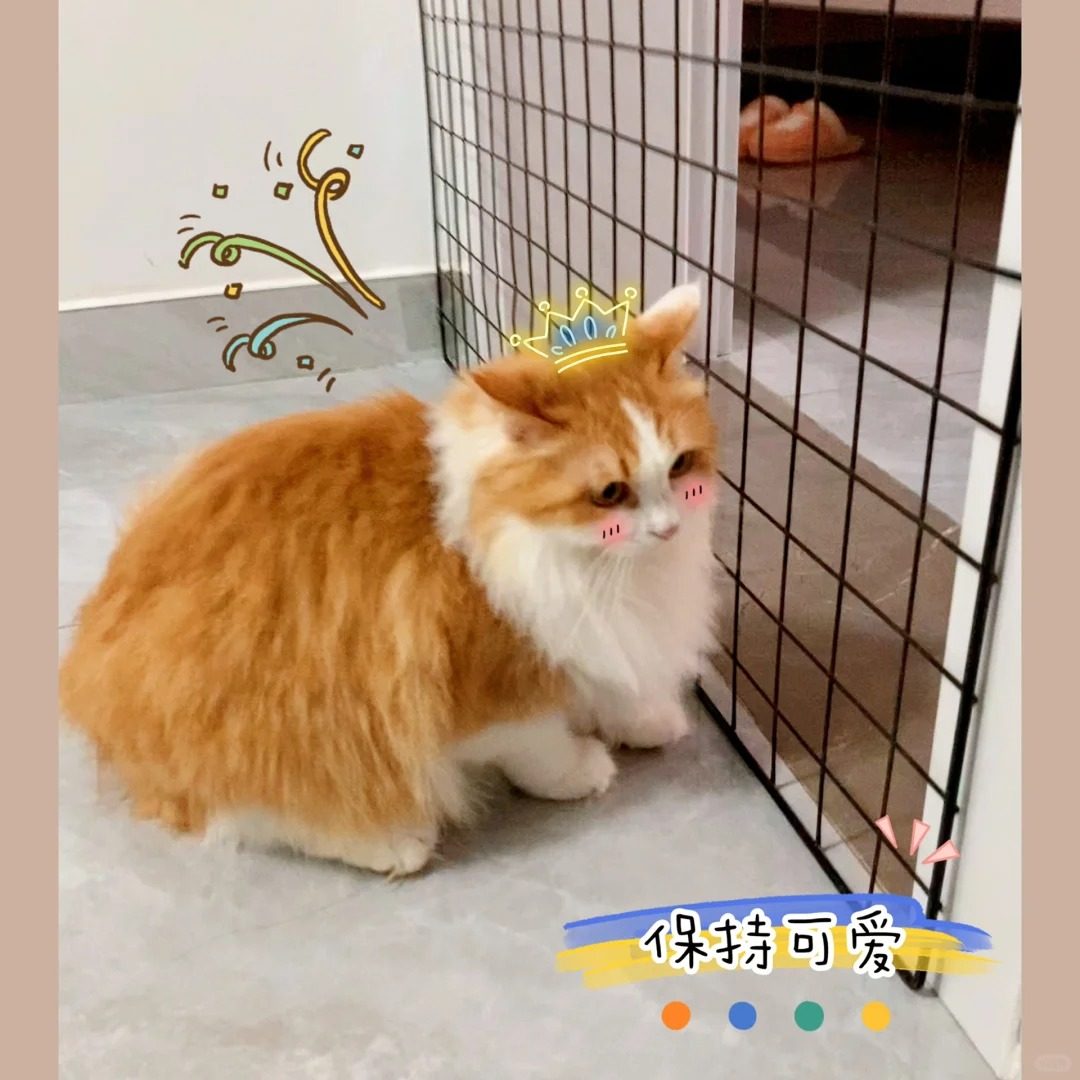 DIY防猫网门护栏围栏养猫封窗阳台网床底沙发隔离网防猫钻狗围栏,淘宝优惠券,粉丝福利购,淘宝优惠卷