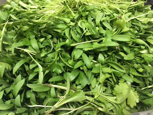 广东满80包邮顺丰 新鲜迷你香菜苗小 装饰 西餐摆盘 10元/一盒20g - 图1