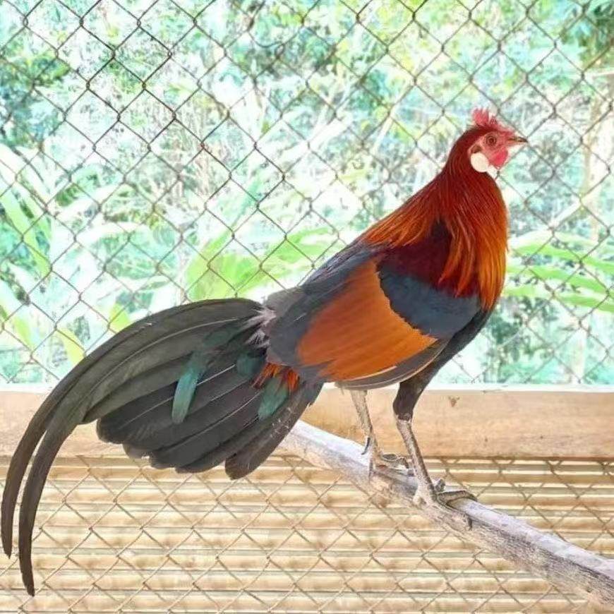 正宗白耳茶花鸡越南血统茶花鸡原始鸡纯种宠物鸡观赏鸡纯生鲜整鸡,淘宝优惠券,粉丝福利购,淘宝优惠卷