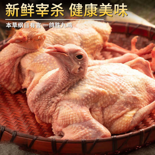 鸽子新鲜现杀冷冻乳鸽肉滋补炖汤生鲜老鸽子肉农家散养非闷杀老鸽 - 图1