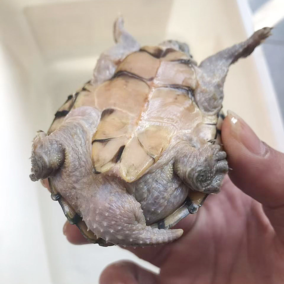 剃刀蛋龟强公8cm试蛋种龟泥龟深水龟冷水龟观赏龟宠物龟,淘宝优惠券,粉丝福利购,淘宝优惠卷