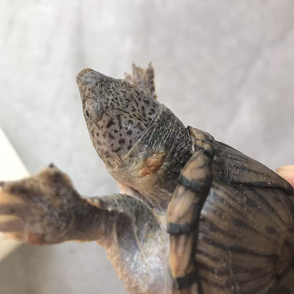 剃刀蛋龟强公8cm试蛋种龟泥龟深水龟冷水龟观赏龟宠物龟,淘宝优惠券,粉丝福利购,淘宝优惠卷