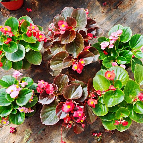 四季秋海棠花苗盆栽大花玻璃翠小花阳台庭院多年生易活带花包 - 图1