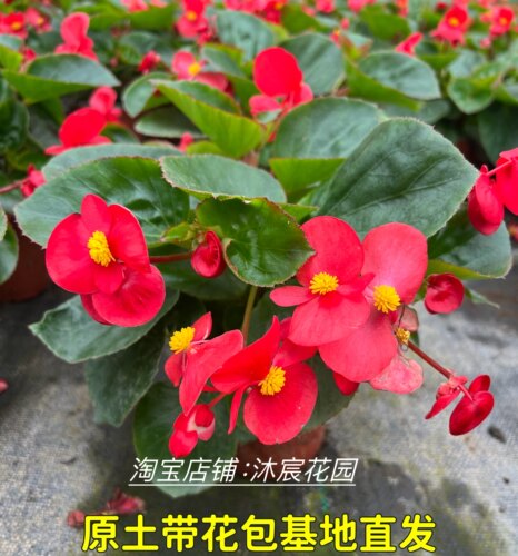 四季海棠大花小花大苗盆栽四季常青阳台庭院易爆盆带花包邮玻璃翠 - 图0