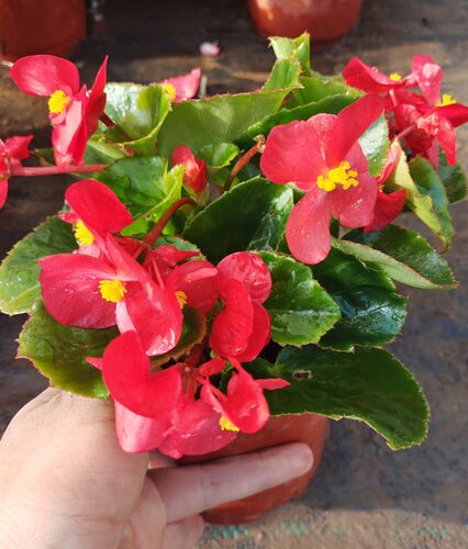 四季秋海棠花苗盆栽大花玻璃翠小花阳台庭院多年生易活带花包 - 图3