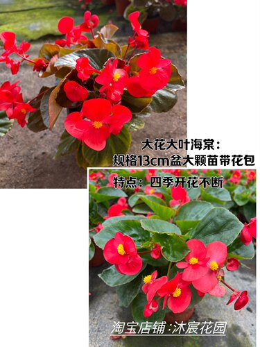 四季海棠大花小花大苗盆栽四季常青阳台庭院易爆盆带花包邮玻璃翠 - 图1