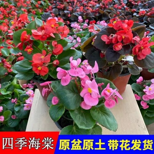 四季海棠大花小花大苗盆栽四季常青阳台庭院易爆盆带花包邮玻璃翠 - 图2