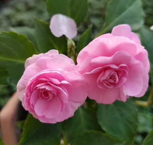水梅花盆栽重瓣凤仙花四季开花不断好养易多年生带花基地直发包邮 - 图3