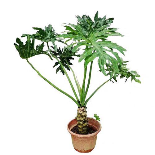 【龙鑫】老桩龙鳞春雨麒麟春羽盆栽高档室内大型绿植耐阴北京同城 - 图3