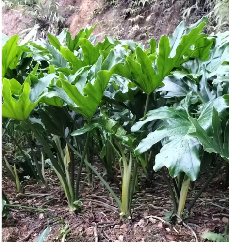 春羽龙鳞杆春雨老桩小天使 仙羽蔓绿绒室内盆栽绿植水培吸甲醛 - 图0